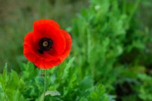 A red poppy flower with pollen standing alone with green leaves. photo