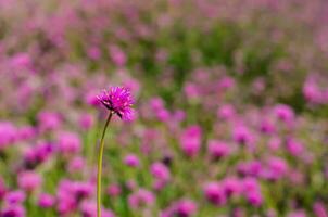 Pink Gomphrena Fireworks flower or Globe Amaranth standing alone with blurred background of its tree and flower. photo