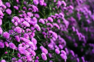 Pink New York cutter aster flowers blooming in farm with its blurred flowers background. photo