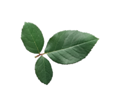 Fresh green leaves rose isolated transparent png. Element of design png