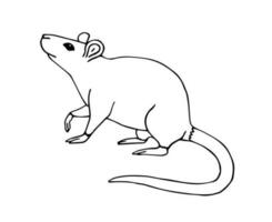 Vector hand drawn sketch rat mouse