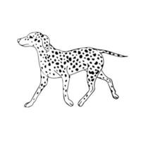 Vector hand drawn sketch Dalmatian dog isolated on white background