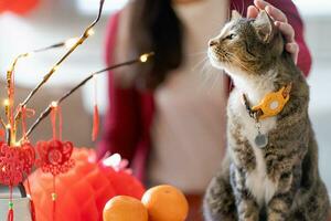 Cat prepare Chinese New Year Celebrations at home. cute domestic shorthair cat putting traditional pendant to the Chinese Lunar New Year for good luck. Chinese word means blessing photo