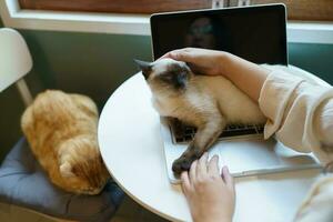 woman working from home with cat. cat asleep on the laptop keyboard. assistant cat working at Laptop photo