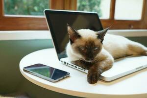 Cat on laptop working from home with cat. cat asleep on laptop keyboard assistant cat working at Laptop. photo