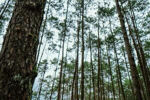 Bottom view of tall old trees in evergreen primeval forest in Nature Pine Park photo