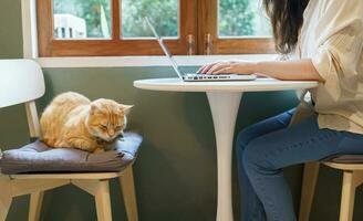 woman working from home with cat. cat asleep on the laptop keyboard. assistant cat working at Laptop photo