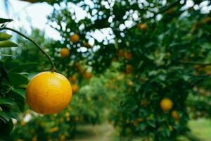 Orange tree in the garden photo