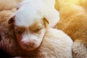 linda pequeño perros aislado en blanco antecedentes foto