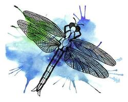 A black dragonfly doodle on a watercolor spot of blue-green color. photo