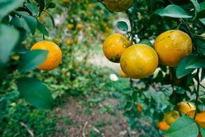 Orange tree in the garden photo