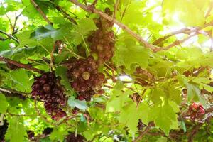 Ripe grapes hung on vineyards of grape trees photo