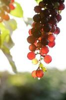 Ripe grapes hung on vineyards of grape trees photo