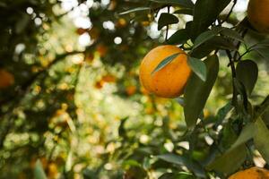 Orange tree in the garden photo