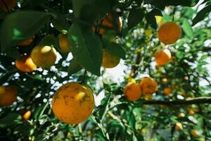 Orange tree in the garden photo