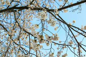 Beautiful cherry blossoms. sakura flowers in japan. Travel spring time. photo