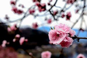 hermosa Cereza flores sakura flores en Japón. viaje primavera tiempo. foto