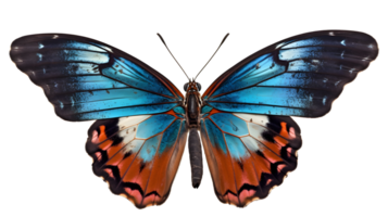 papillon isolé sur transparent Contexte ,génératif ai png