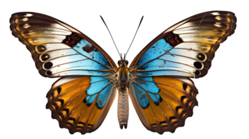 butterfly isolated on transparent background ,generative ai png