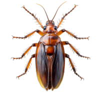 cucaracha aislado en transparente antecedentes ,cucaracha png ,generativo ai