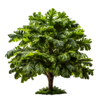 tree isolated on transparent background ,3d render illustration of tropical trees , png