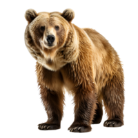 bear isolated on white background ,generative ai png