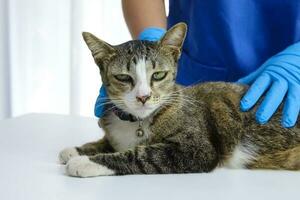 gato en examen mesa de veterinario clínica. veterinario cuidado. veterinario médico y gato. foto