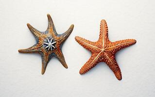 Two starfish on a white background, generative ai photo