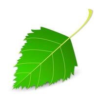 Green juicy leaf of a birch tree, bright, juicy, large, detailed. On a white background with a shadow. Summer, autumn element for your design. vector