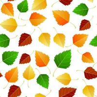 Multicolored autumn seamless pattern of autumn birch leaves on a white or transparent background