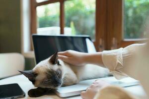 woman working from home with cat. cat asleep on the laptop keyboard. assistant cat working at Laptop photo