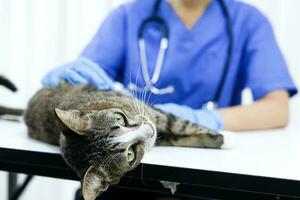 gato en examen mesa de veterinario clínica. veterinario cuidado. veterinario médico y gato. foto