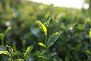 verde té hojas en un té plantación de cerca, parte superior de verde té hoja en el Mañana foto