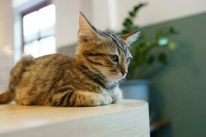 Little brown tabby kitten cute animals in house. photo