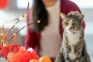 Cat prepare Chinese New Year Celebrations at home. cute domestic shorthair cat putting traditional pendant to the Chinese Lunar New Year for good luck. Chinese word means blessing photo