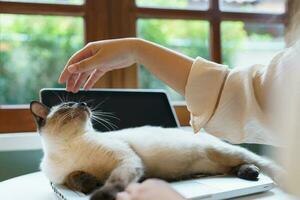 mujer trabajando desde hogar con gato. gato dormido en el ordenador portátil teclado. asistente gato trabajando a ordenador portátil foto