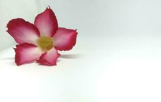 Desert rose or Impala Lily flower isolated on white background. photo