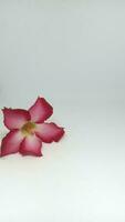 Desert rose or Impala Lily flower isolated on white background. photo