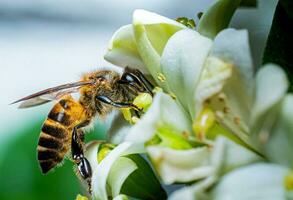 Insects, bees forage for food by collecting pollen. The world of insects in macro photography bee collecting pollen photo