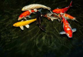 Japan koi fish or Fancy Carp swimming in a black pond fish pond. Popular pets for relaxation and feng shui meaning. Popular pets among people. Asians love to raise it for good fortune or zen. photo