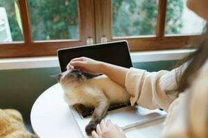 mujer trabajando desde hogar con gato. gato dormido en el ordenador portátil teclado. asistente gato trabajando a ordenador portátil foto