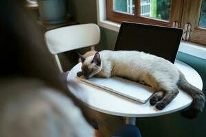 mujer trabajando desde hogar con gato. gato dormido en el ordenador portátil teclado. asistente gato trabajando a ordenador portátil foto