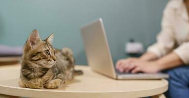 woman working from home with cat. cat asleep on the laptop keyboard. assistant cat working at Laptop photo