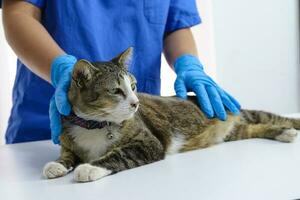 gato en examen mesa de veterinario clínica. veterinario cuidado. veterinario médico y gato. foto