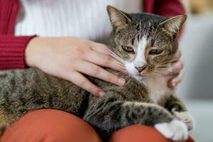 Cat lover female hand petting her lovely cat comfortable Stay home with cat Friendship Animal lover. Cute cat. love Friend human home friendship Animal lover lifestyle. photo