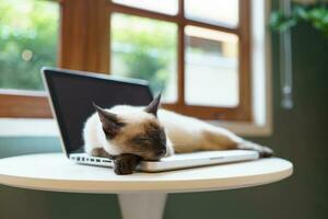 Cat on laptop working from home with cat. cat asleep on laptop keyboard assistant cat working at Laptop. photo