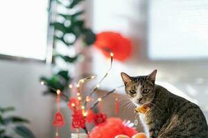 Cat prepare Chinese New Year Celebrations at home. cute domestic shorthair cat putting traditional pendant to the Chinese Lunar New Year for good luck. Chinese word means blessing photo