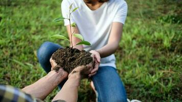 Two hands holding together young of a tree photo