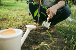 joven hombre jardinero, plantando árbol en jardín, jardinería y riego plantas foto