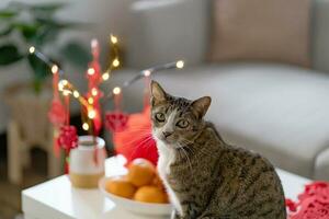 Cat prepare Chinese New Year Celebrations at home. cute domestic shorthair cat putting traditional pendant to the Chinese Lunar New Year for good luck. Chinese word means blessing photo